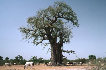 Baobab©Th. Fumey 2002